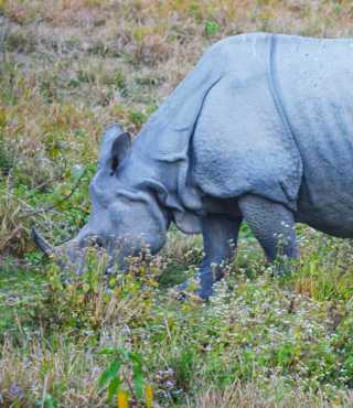 4 Nights 5 Days Kaziranga Shillong Tour Package